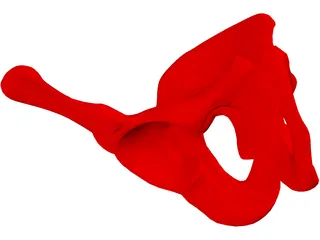 Pelvis Male 3D Model preview