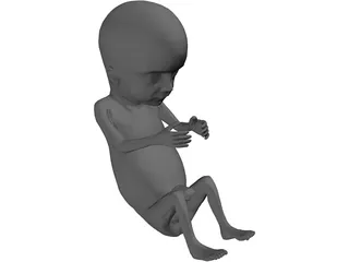 Fetus 12-Week 3D Model preview