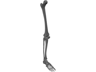 Leg Bone Female Right 3D Model preview