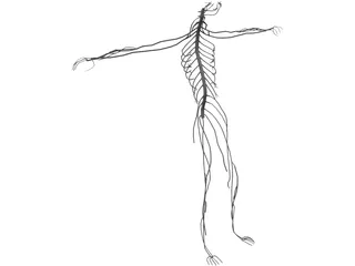 Nervous System 3D Model preview