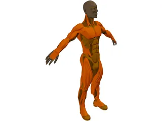 Muscle Man 3D Model preview
