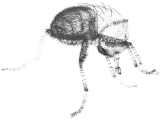 Fly Hair 3D Model preview