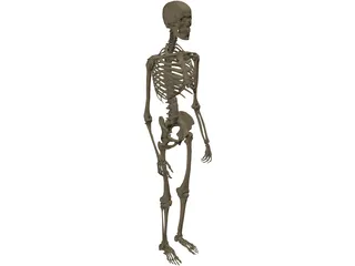 Skeleton Male 3D Model preview