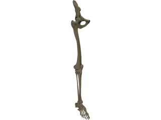 Leg Bone Right 3D Model preview