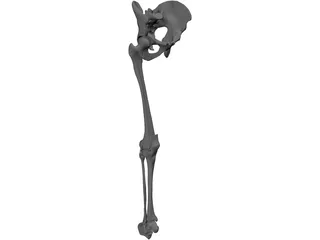 Leg Bone, Knee Joint and Pelvis 3D Model preview