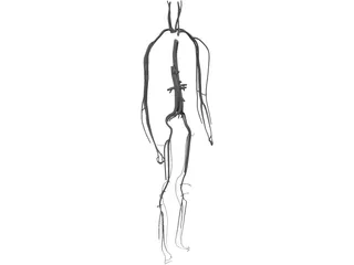 Circulatory System 3D Model preview