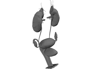 Urinary and Reproductive System Female 3D Model preview