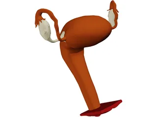 Reproductive System Female 3D Model preview