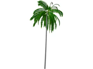 Cocos Nucifera 3D Model preview