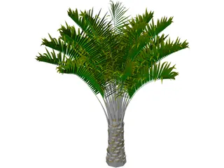 Butia Capitata 3D Model preview