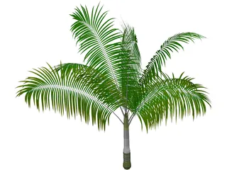 Dictyosperma Album 3D Model preview