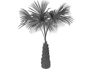 Sabal Palmetto Tree 3D Model preview