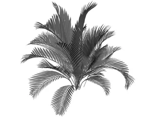 Chamaedorea Cataractum 3D Model preview