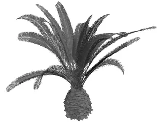 Phoenix Canariensis 3D Model preview