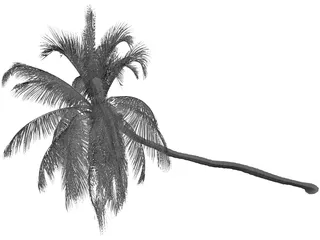 Cocos Nucifera 3D Model preview