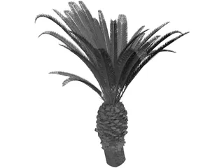 Phoenix Canariensis 3D Model preview