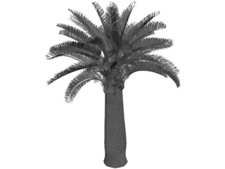 Jubaea Chilensis 3D Model preview