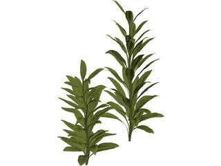 Cordylinea Glauca 3D Model preview