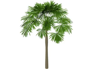 Sabal Palmetto 3D Model preview