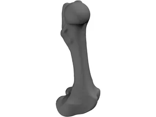 Porcine Femur 3D Model preview