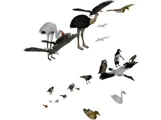 Birds Collection 3D Model preview