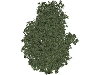 Maple Tree 3D Model preview