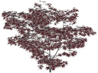Japanese Maple Tree 3D Model preview