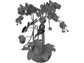 Orchid 3D Model preview