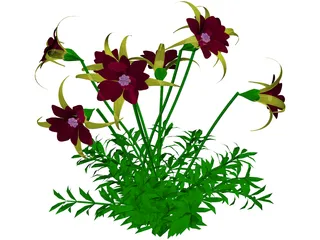 Aquilegia Bied 3D Model preview