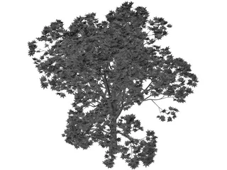 Oak Tree 3D Model preview