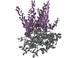 Astilbe Chinensis 3D Model preview