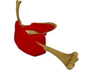 Shoulder Muscle 3D Model preview