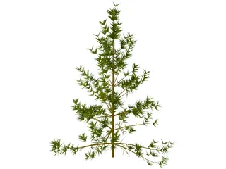 Pine Tree 3D Model preview