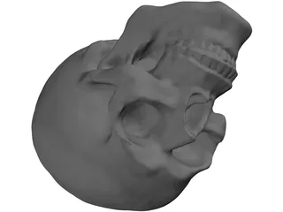 Skull Hollowed 3D Model preview