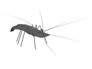 Shrimp 3D Model preview