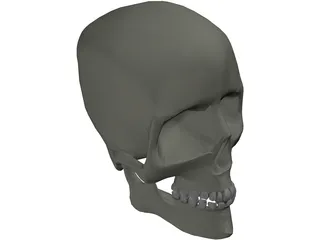 Skull 3D Model preview