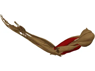 Hand Muscle 3D Model preview