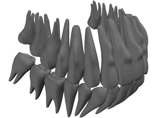 Teeth 3D Model preview