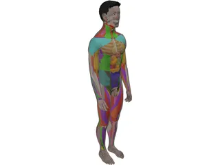 Human Male Complete Anatomy 3D Model preview