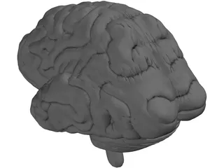 Brain 3D Model preview