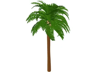 Coconut Tree 3D Model preview