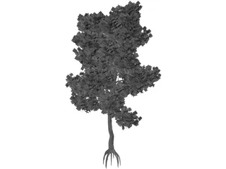 Pinus Coulteri Tree 3D Model preview