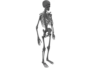 Skeleton Human Male 3D Model preview