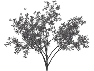Cercis Siliquastrum Tree 3D Model preview