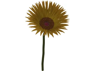 Sunflower 3D Model preview