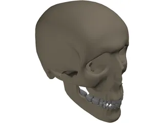 Skull Male 3D Model preview
