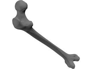 Femur Bone 3D Model preview