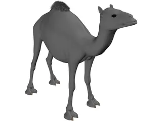 Camel 3D Model preview
