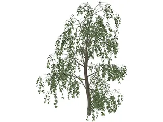 Birch Tree 3D Model preview