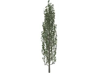 Cypress Tree 3D Model preview